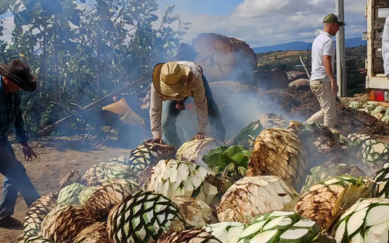 Cocción de Agave